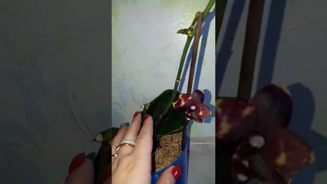 7 февраля 2020 г. смотреть онлайн