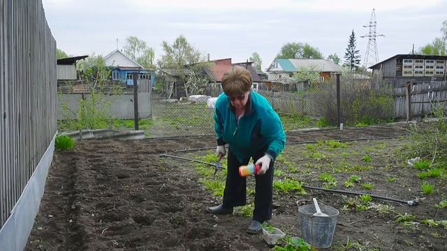 "Удачная среда" - посадка садовой земляники (Бийское телевидение) смотреть онлайн