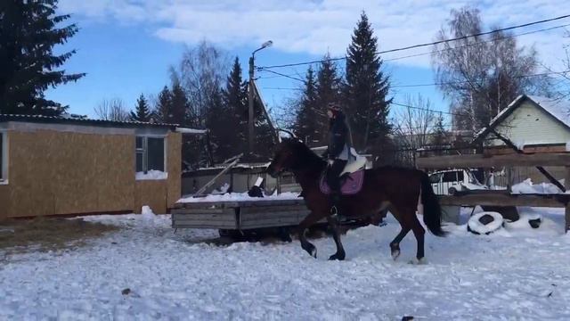 Видео тренировочного процесса. Облегчённая посадка на рыси. смотреть онлайн