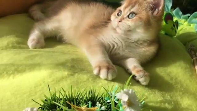 ??❤️МАЛЕНЬКИЕ И БОЛЬШИЕ КОТЯТА?ЗОЛОТАЯ ШИНШИЛЛА???GOLDEN KITTENS смотреть онлайн