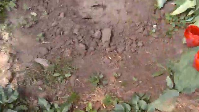 Голубика весной после осенней высадки смотреть онлайн