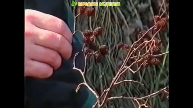 Ольха - лечебные свойства и применение в народной медицине смотреть онлайн