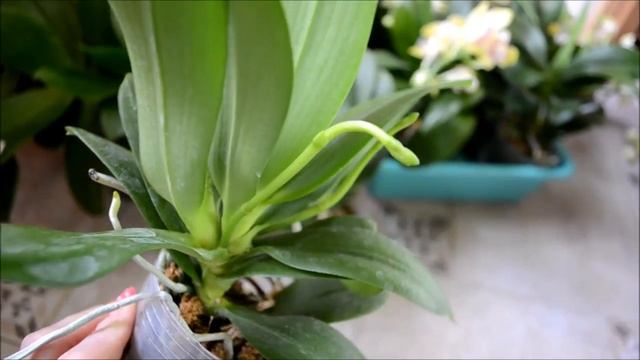 Phalaenopsis Joy Fairy Tale Yellow смотреть онлайн