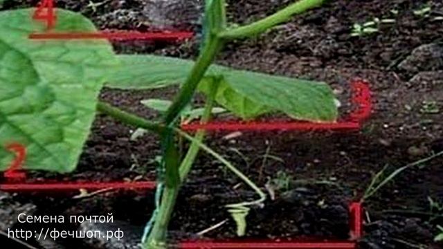 Строительные Перспективы