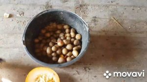 Кормлю Кур с Помощником,/ Накрыла праздничный стол.