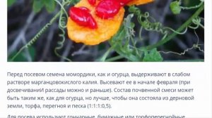 Момордика.   Выращивание на подоконнике.