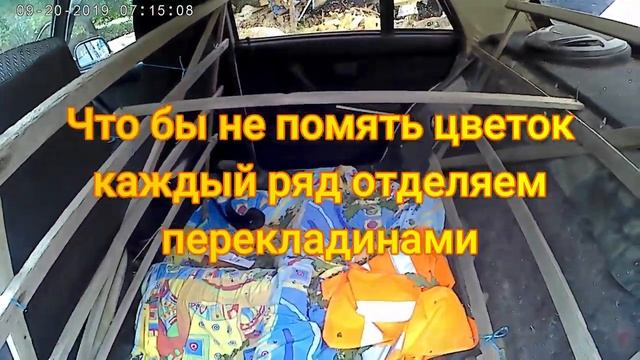 Как мы перевозим цветы. смотреть онлайн