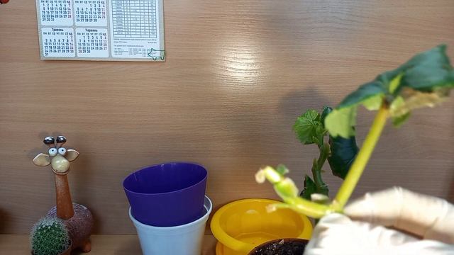 Бегония Элатиор обрезка, черенкование, пересадка. смотреть онлайн