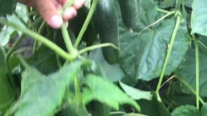 огурец меренга в теплице