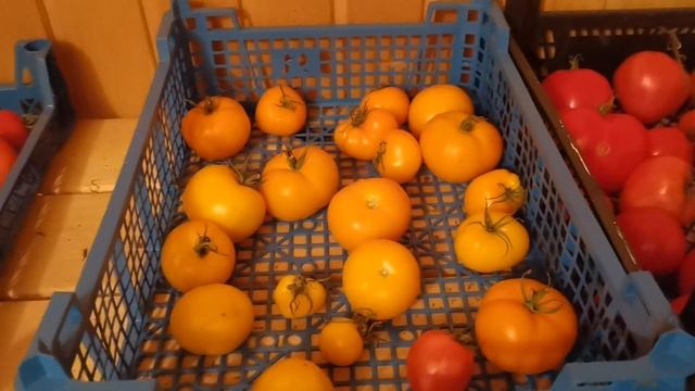 Дозревание томатов после сбора: где и как?? // Мои впечатления о сортах 2020 смотреть онлайн