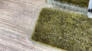 Технология выращивания микрозелени базилик (бейбилист)! Бизнес на микрозелени! Как посадить базилик