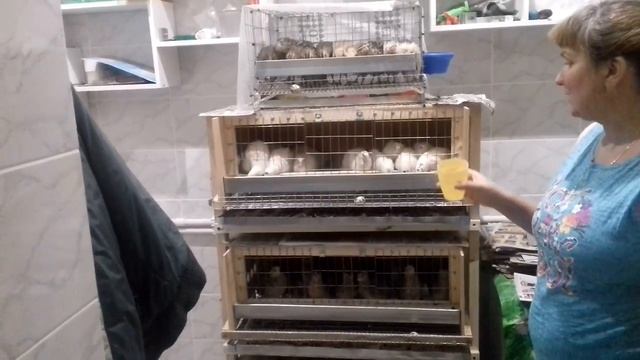 Разведение и содержание перепелок в домашних условиях смотреть онлайн