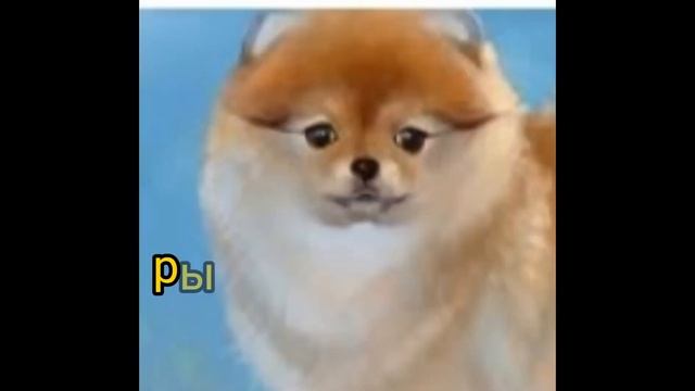 какая ты сабака па знаку задиака