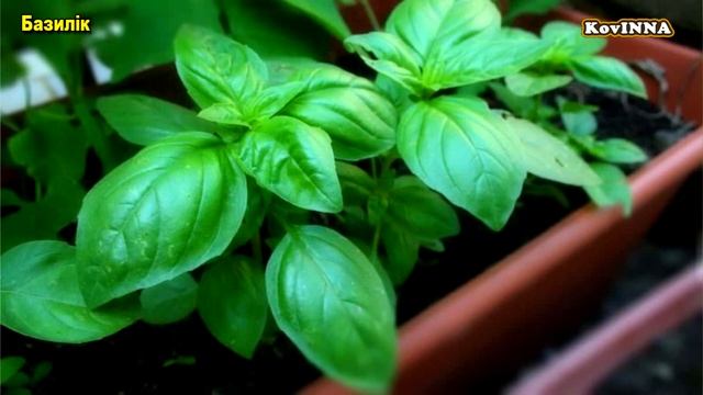 ТОП-4 - Кімнатні рослини для поліпшення самопочуття. смотреть онлайн