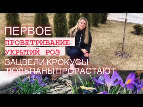 ОТКРЫВАЮ РОЗЫ НА ПРОВЕТРИВАНИЕ_ ЦВЕТУТ КРОКУСЫ_ ПРОРАСТАЮТ ТЮЛЬПАНЫ ?.mp4 смотреть онлайн