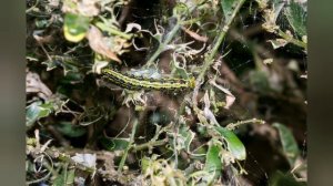 Как избавиться от огневки самшитовой - самый эффективный способ!