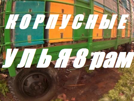 Весеннее расширение четырёх рамочных.Двух семейное содержание пчел.4 рамки мёда в зиму-4р.р.весной. смотреть онлайн
