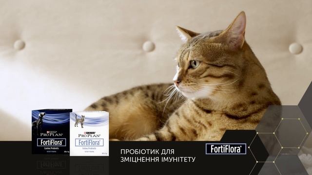 Purina: ProPlan MegaBrand смотреть онлайн