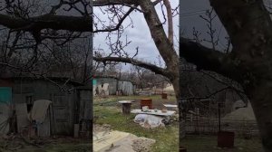 Результат прививки Шарафуги на Сливу, спустя 2 года после прививки. Прививка Шарафуга на Сливу.