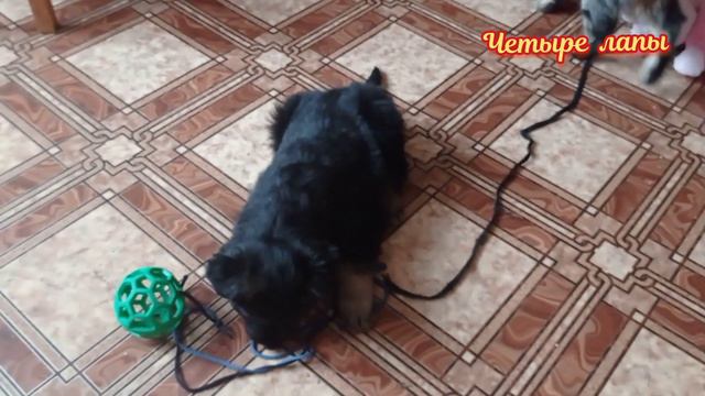 2. Барон второй день дома. Игры с Кузей. смотреть онлайн