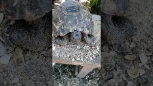 Средиземноморская сухопутная черепаха и болотная черепашка