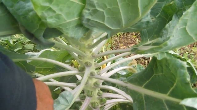Info Video bei Rosenkohl Triebspitzen ausbrechen,Инфо Видео о том, как снимать брюссельскую капусту смотреть онлайн