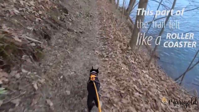Winter Wander 5k to benefit Mid Atlantic Border Collie Rescue смотреть онлайн