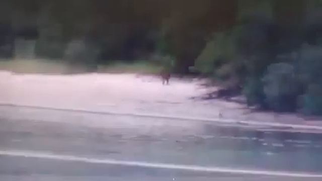 У Каневі біля дамби виявили екзотичного хижака