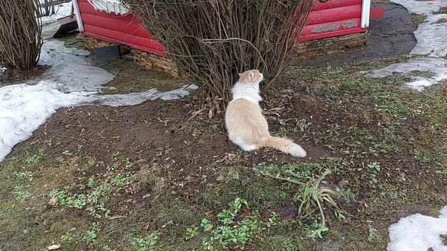 Spring Tour with the Red Cat Exploring the Neighborhood смотреть онлайн