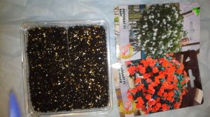 Сеем импатиенс ампельный, бальзамин дома.