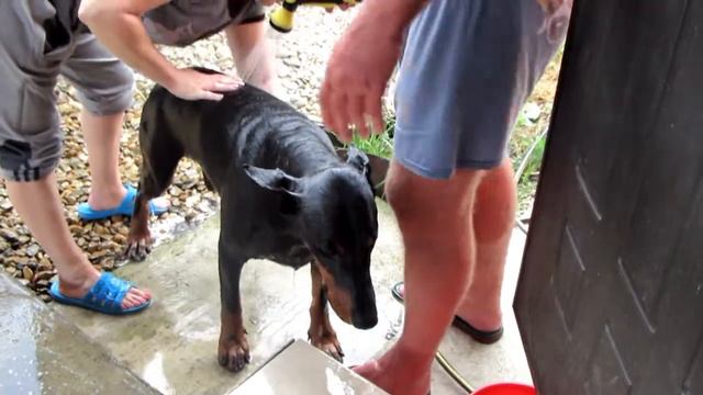 доберман мальчик взрослый доберман красивые доберманы