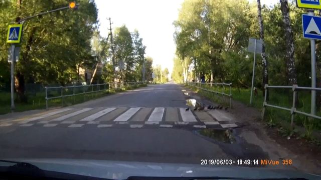 Ответственная мамаша утка с потомством смотреть онлайн