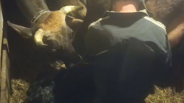 Хорошая новость у нас/ Отелилась корова/ Прибавление в хозяйстве. Тёлочка у нас! смотреть онлайн