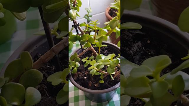 ~ мои толстянка, ~ можно и залюбить... ~ комнатное и уличное растение. смотреть онлайн