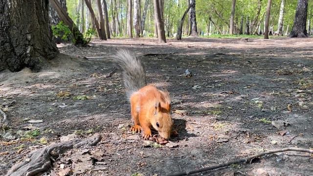 Кормлю сразу двух белок. Прилетели кукушки. | I Feed Two Squirrels At Once. The Cuckoos Have Arrive