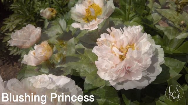 Blushing Princess