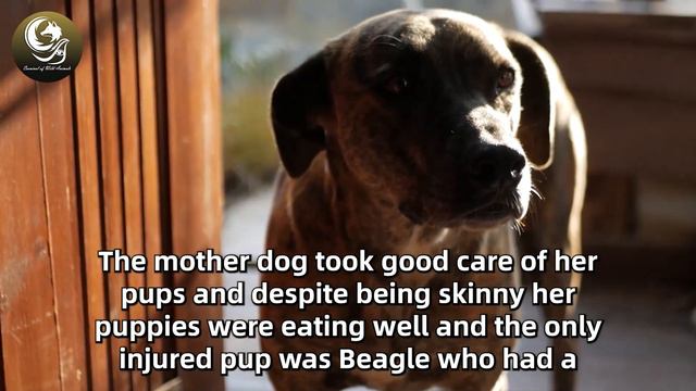 When A Man Came Home From Work, His Grieving Dog Immediately Alerted Him To A Hidden Intruder. смотреть онлайн