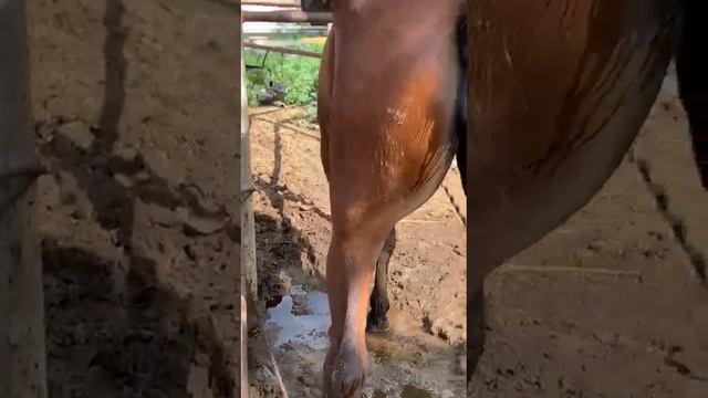 Potranca posiblemente hermafrodita смотреть онлайн