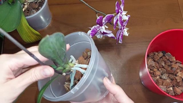 Как отсадить детку. Орхидейные хитрости. смотреть онлайн