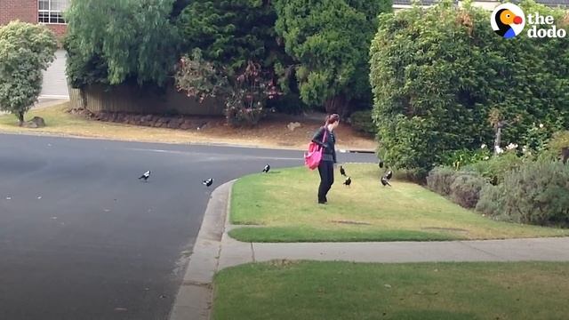 Woman Gives Toys to a Wild Magpie — and He Invites His Friends Over to Play | The Dodo Wild Hearts смотреть онлайн