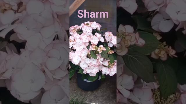 🌱Hudrangea🌸 " SHARM" смотреть онлайн