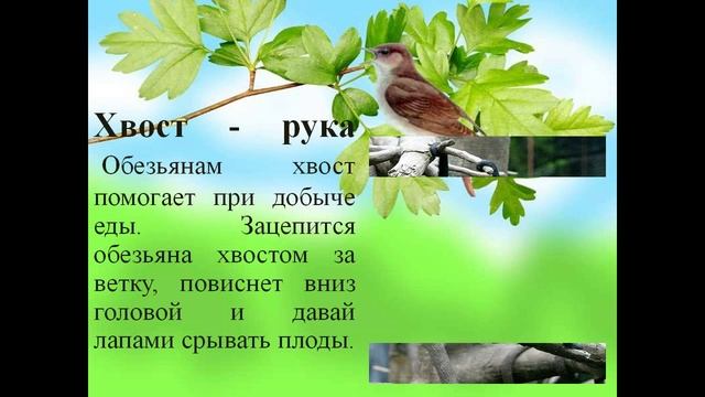 Зачем животным нужны хвосты 3 класс смотреть онлайн