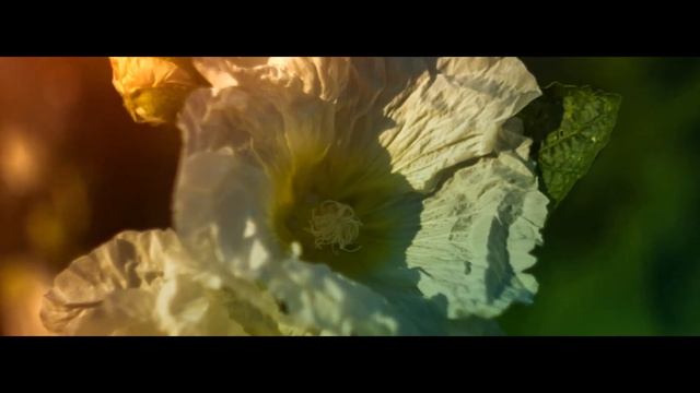 RAW-Video_Test_Canon_650D смотреть онлайн