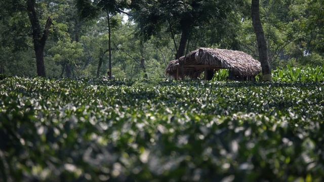 Чайная плантация Намсанг, штат Ассам смотреть онлайн