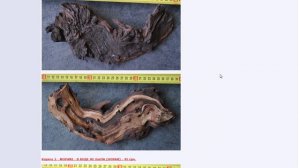 Мопани и её обработка для аквариума.