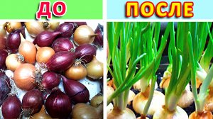 Как сажать Лук севок дома на перо/ На зелень! Зеленый лук на подоконнике