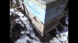 эффективная весенняя обработка пчел от клеща Варроа без химических препаратов