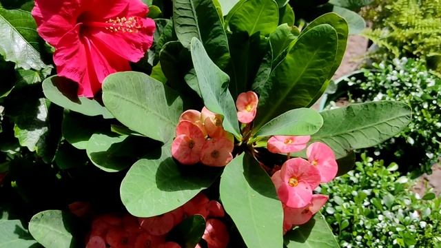 DESHI HIBISCUS PLANT AT GALIFF STREET PLANT MARKET | Flower Market смотреть онлайн