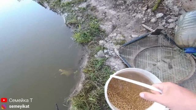 Наш пруд после известкования. Как и чем мы сейчас кормим рыбу в своём пруду на участке.