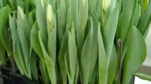 Выгонка тюльпанов 2021. Обзор сорта Barcelona.